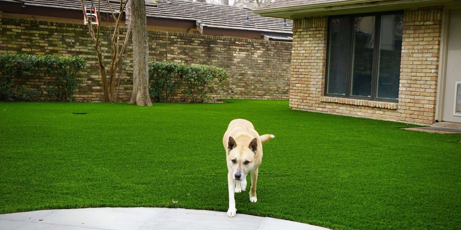 Fake Grass for Dogs A Complete Pet Turf Buyer’s Guide